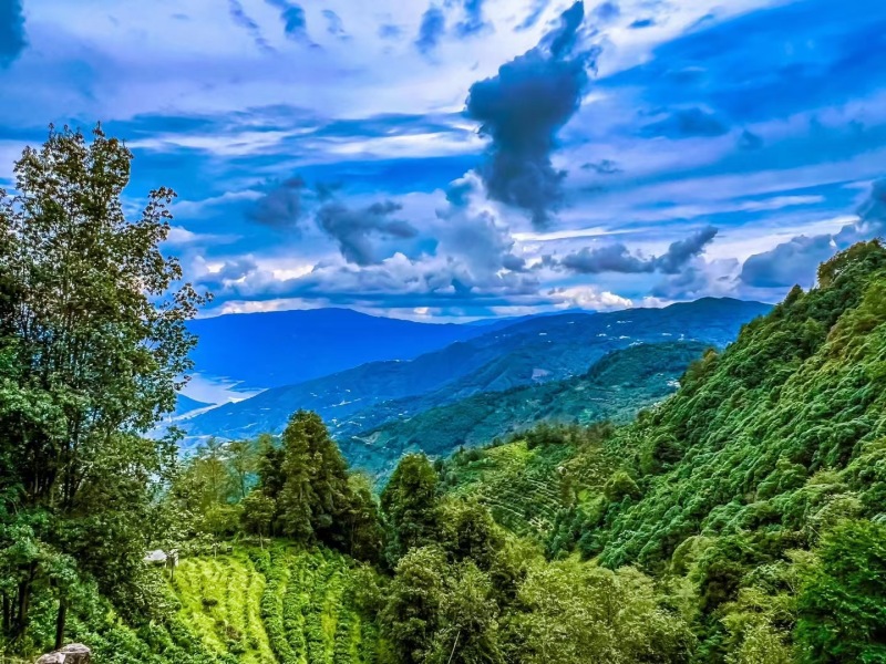 1古茶樹博物林.jpg